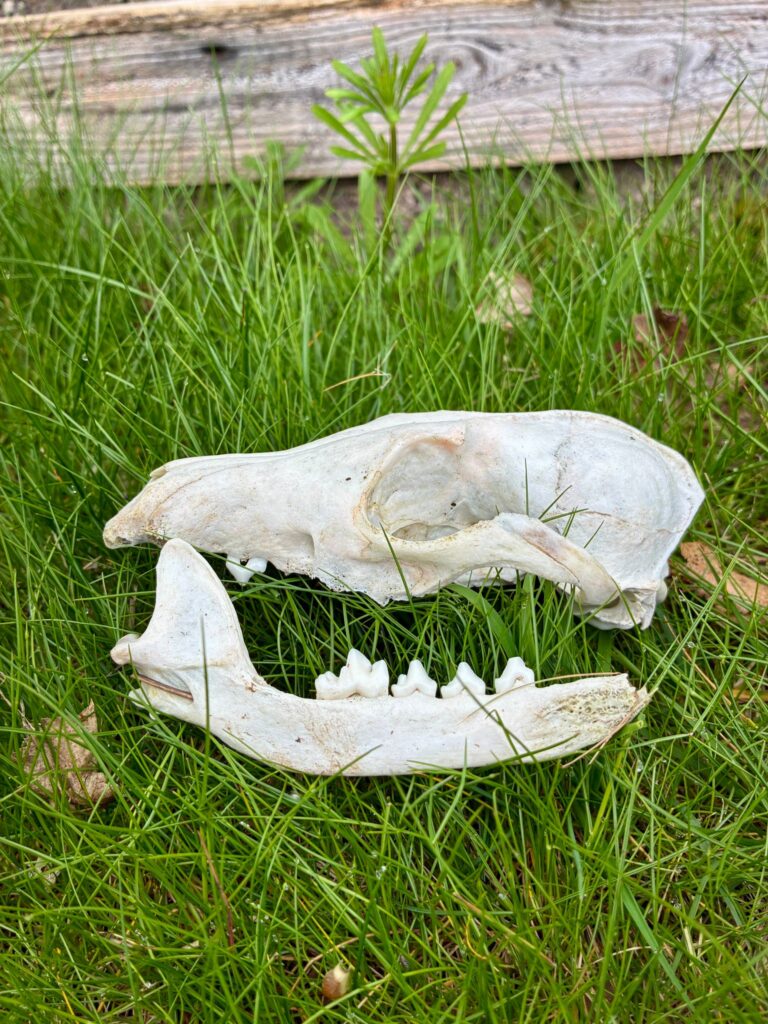 A skull from a mammal, potentially a badger, lying on the grass