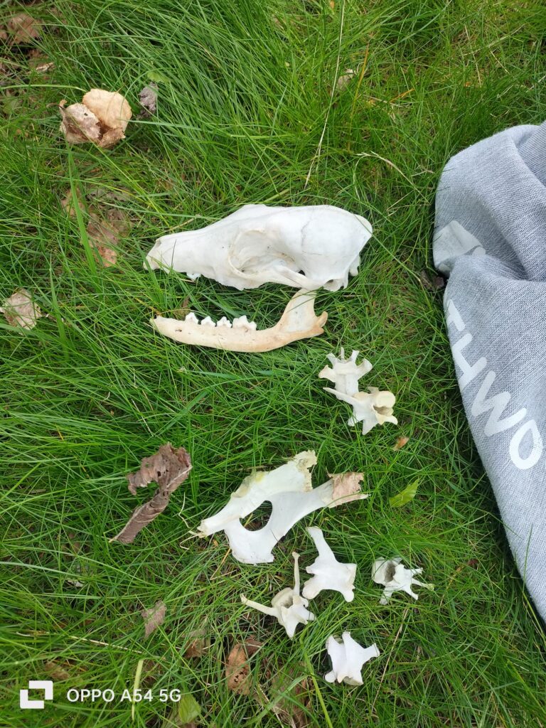 A skull and vertebrae from a mammal, possibly a fox, lying on grass