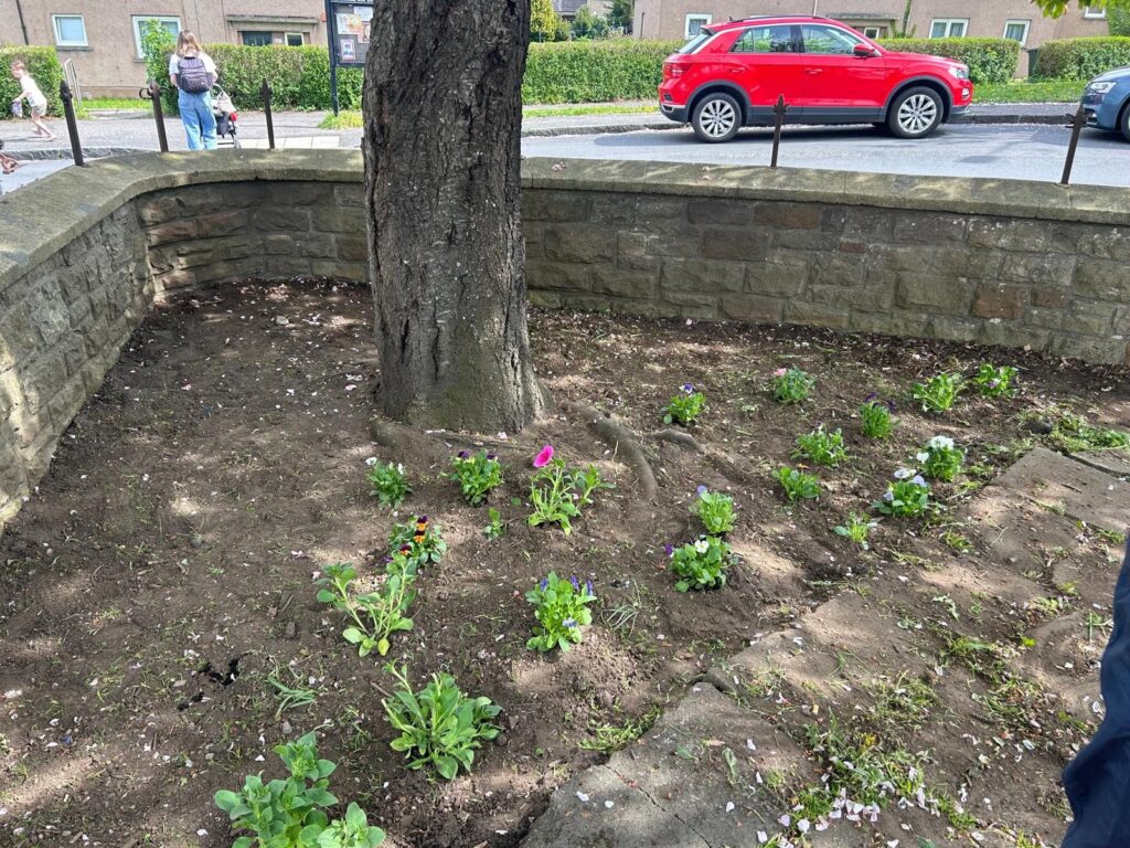 The base of a cherry tree in a freshly weeded bed. A busy road in the backgroubd.