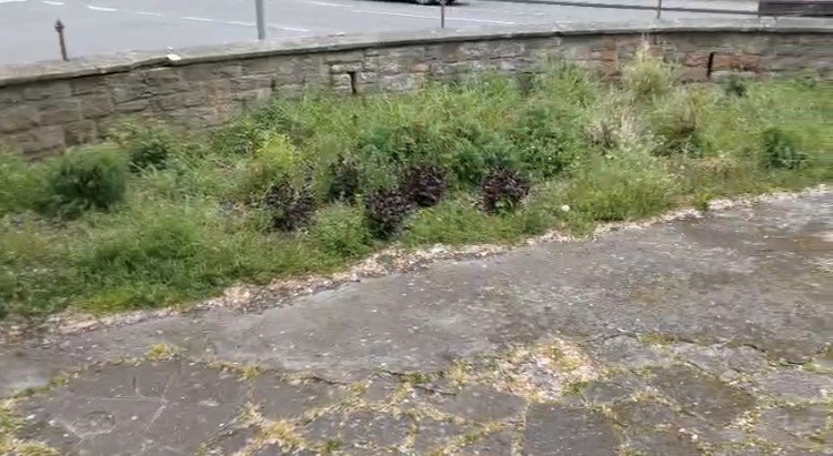An overgrown bed full of weeds, a road in the background and a paved / concreted-over area at the front of the picture