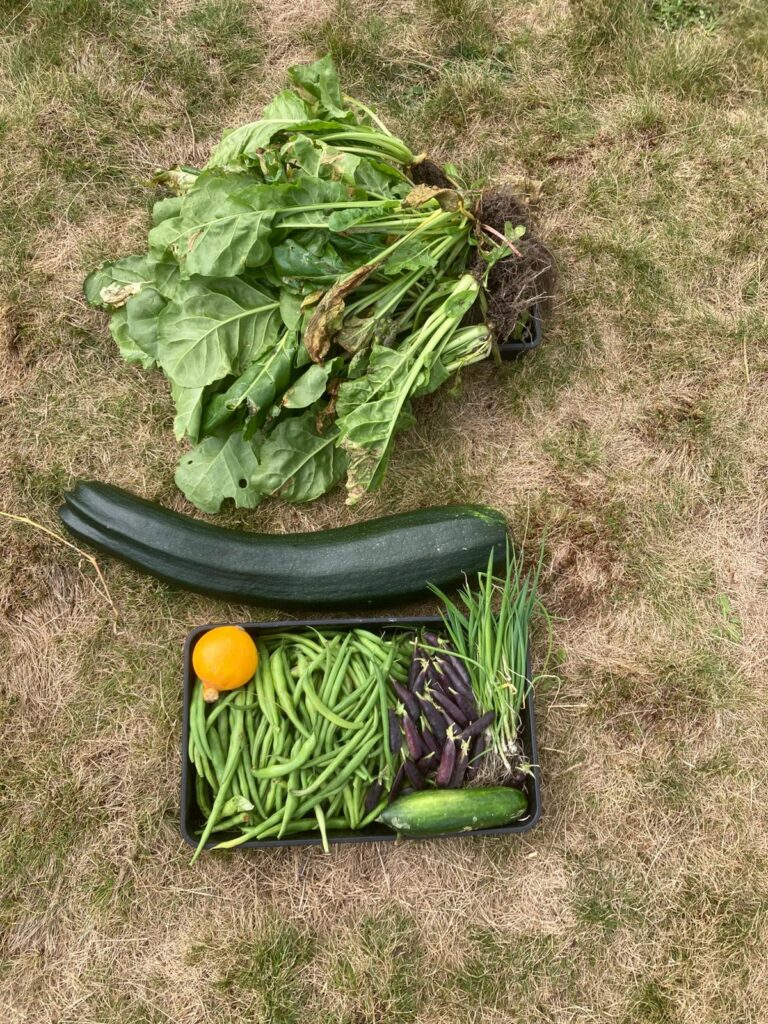 Harvested vegetables on grass, including a courgette, a small squash, peas, beans and leafy greens.